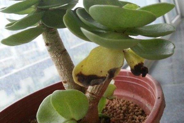 金錢木怎么澆水(多久澆一次)金錢木怎么種