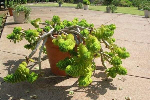 金錢木怎么澆水(多久澆一次)金錢木怎么種