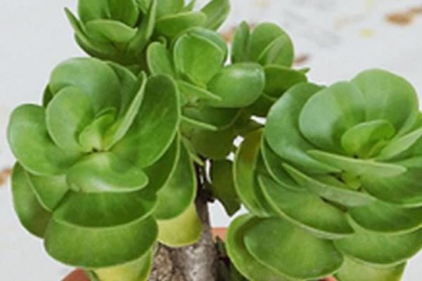 金錢木怎么澆水(多久澆一次)金錢木怎么種