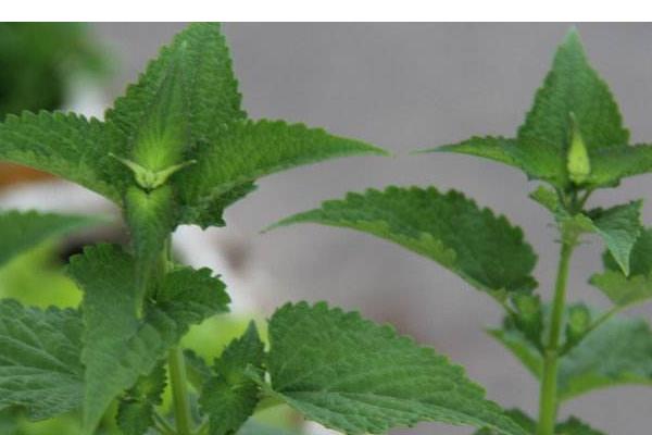 藿香產地在哪里 藿香泡水喝有什么好處