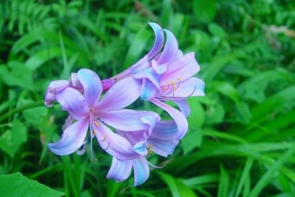 換錦花有毒嗎 換錦花能放在室內臥室嗎