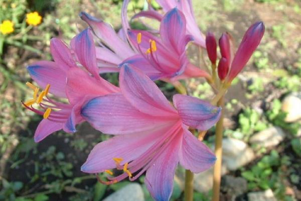 換錦花有毒嗎 換錦花能放在室內臥室嗎