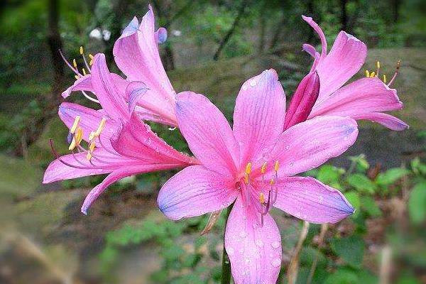 換錦花有毒嗎 換錦花能放在室內臥室嗎