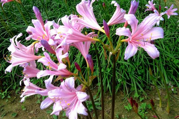 換錦花有毒嗎 換錦花能放在室內臥室嗎