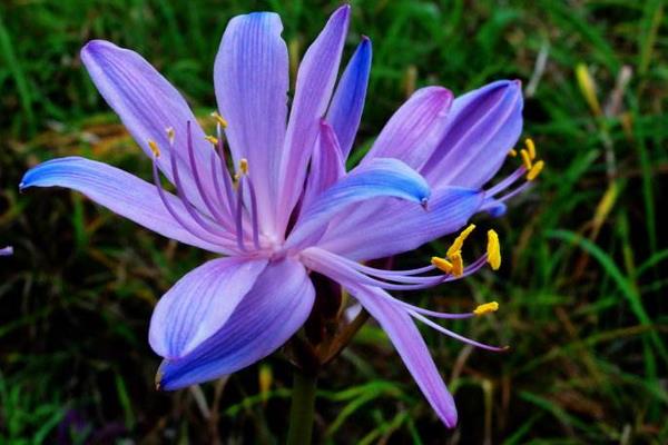 換錦花有毒嗎 換錦花能放在室內臥室嗎