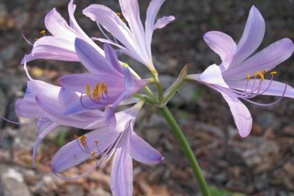 換錦花有毒嗎 換錦花能放在室內臥室嗎