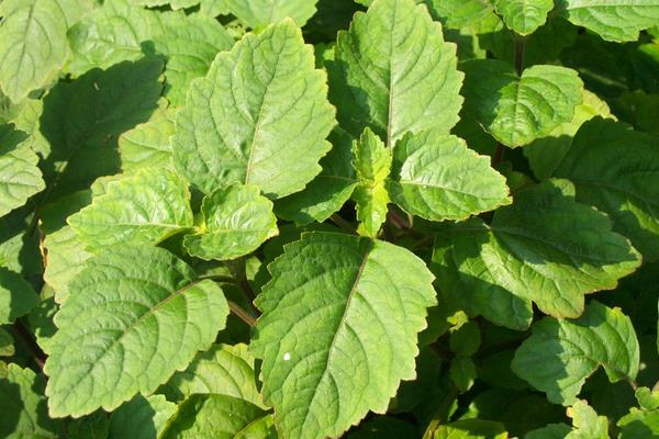 藿香種子市場價格多少錢一斤 藿香怎么種植