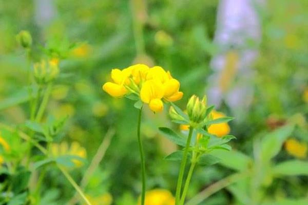 百脈根功效與作用及禁忌 百脈根藥用價(jià)值