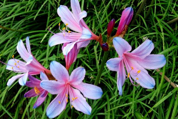 換錦花怎么養 換錦花養殖方法與注意事項