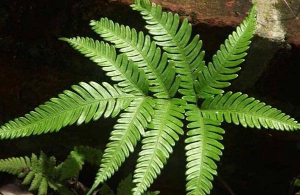 鳳尾蕨的功效與作用及禁忌 鳳尾蕨藥用價值