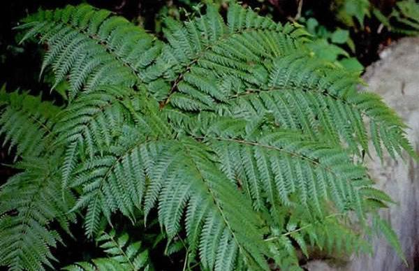 鳳尾蕨的功效與作用及禁忌 鳳尾蕨藥用價值