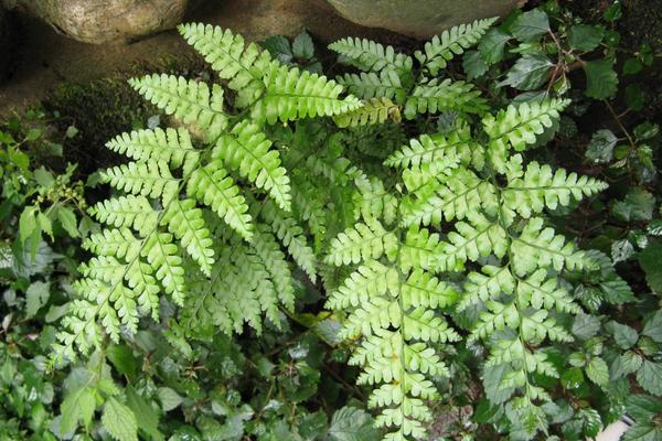 鳳尾蕨的功效與作用及禁忌 鳳尾蕨藥用價值