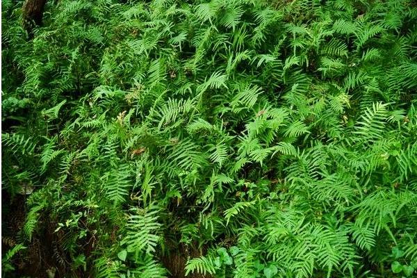 鳳尾蕨的功效與作用及禁忌 鳳尾蕨藥用價值