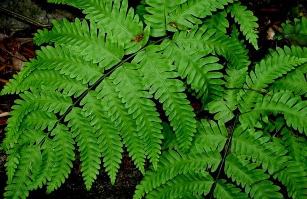 鳳尾蕨的功效與作用及禁忌 鳳尾蕨藥用價值