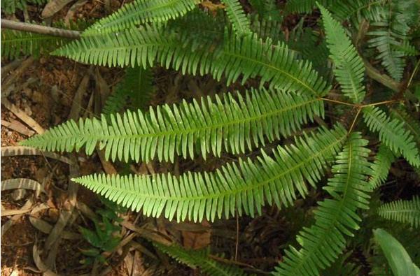 鳳尾蕨和黒木蕨的區(qū)別是什么 鳳尾蕨的養(yǎng)殖方法