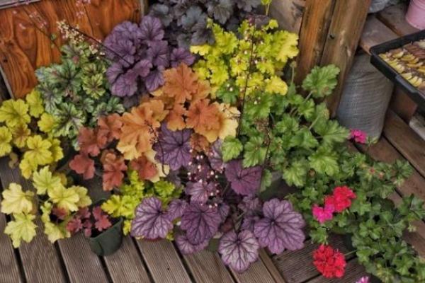 礬根怎么養 礬根養殖方法與注意事項