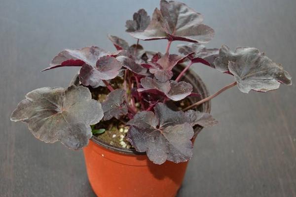 礬根有毒嗎 礬根能放在室內臥室嗎