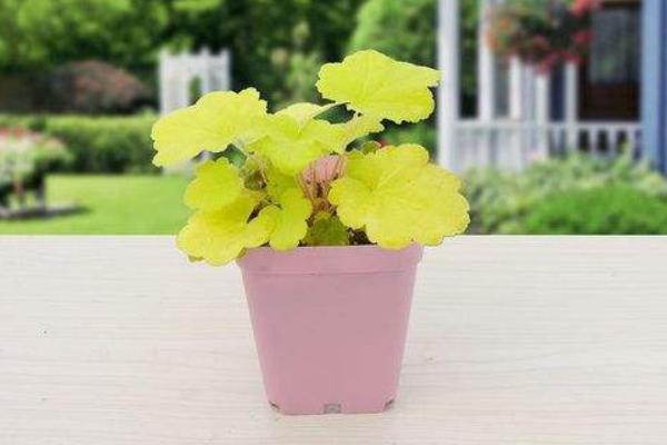 礬根有毒嗎 礬根能放在室內臥室嗎