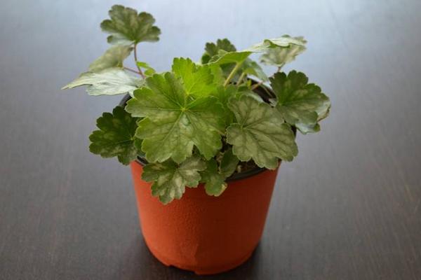 礬根有毒嗎 礬根能放在室內臥室嗎