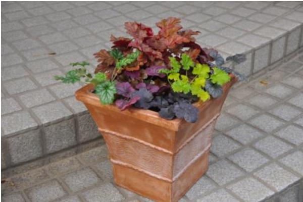 礬根有毒嗎 礬根能放在室內臥室嗎