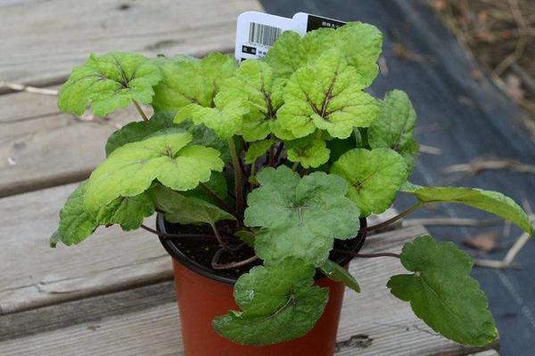 礬根有毒嗎 礬根能放在室內臥室嗎