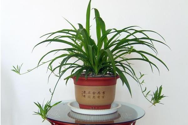 礬根有毒嗎 礬根能放在室內臥室嗎