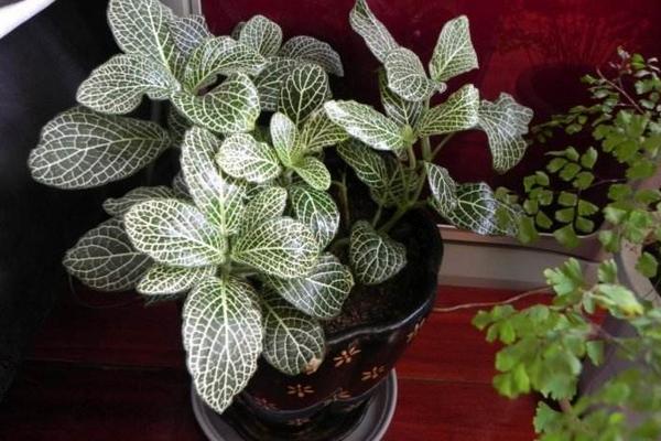 網紋草作用及市場價值 網紋草的品種