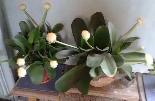 虎耳蘭怎么養(yǎng) 虎耳蘭養(yǎng)殖方法與注意事項(xiàng)