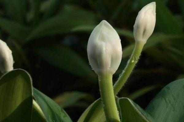 虎耳蘭什么時候開花 虎耳蘭花期是幾月