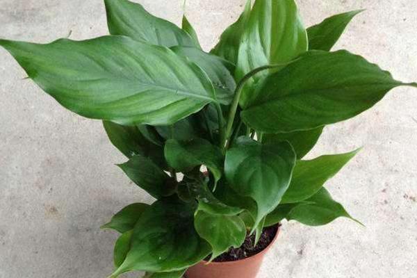 廣東萬年青有毒嗎 廣東萬年青能放在室內臥室嗎