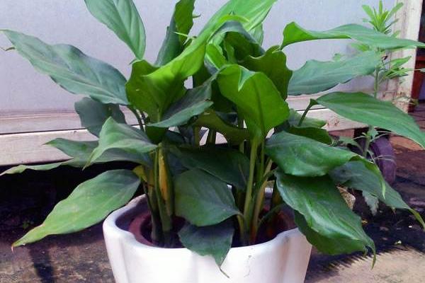 廣東萬年青怎么養 廣東萬年青養殖方法與注意事項