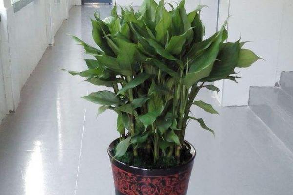 廣東萬年青怎么養 廣東萬年青養殖方法與注意事項