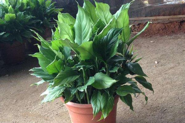 廣東萬年青怎么養 廣東萬年青養殖方法與注意事項