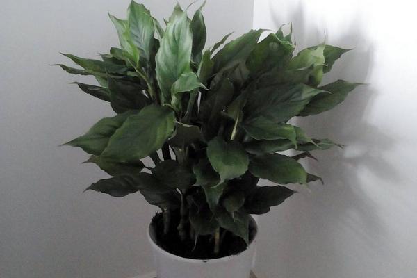 廣東萬年青怎么養 廣東萬年青養殖方法與注意事項