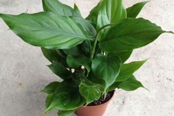 廣東萬年青怎么養 廣東萬年青養殖方法與注意事項