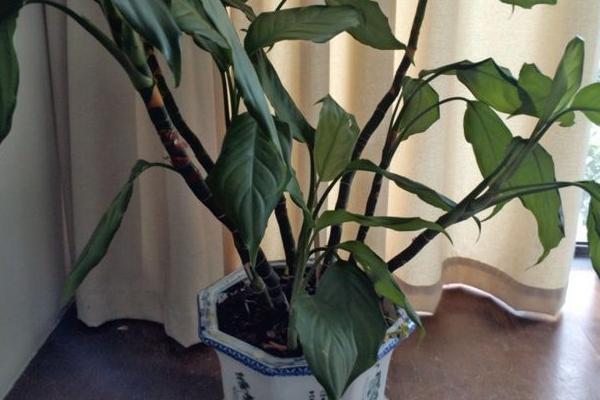 廣東萬年青怎么養 廣東萬年青養殖方法與注意事項