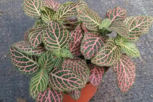 網紋草作用及市場價值 網紋草的品種