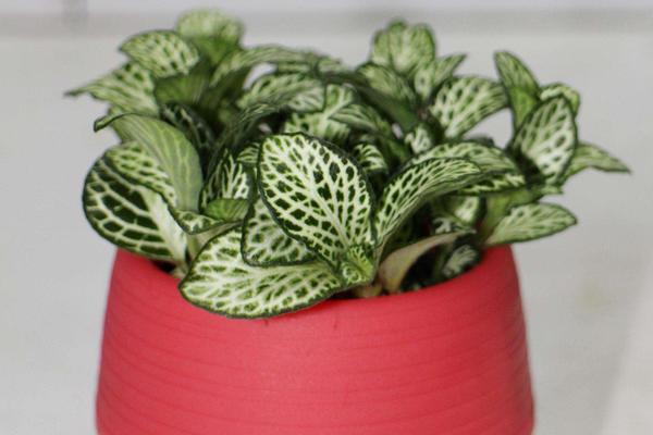 網紋草作用及市場價值 網紋草的品種