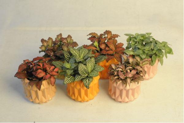 網紋草作用及市場價值 網紋草的品種