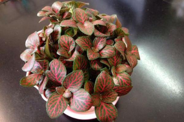 網紋草作用及市場價值 網紋草的品種