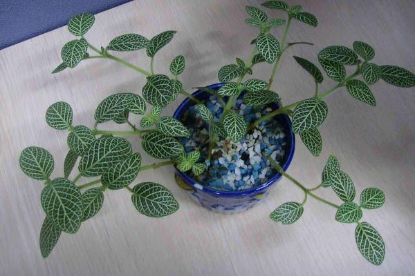 網紋草作用及市場價值 網紋草的品種