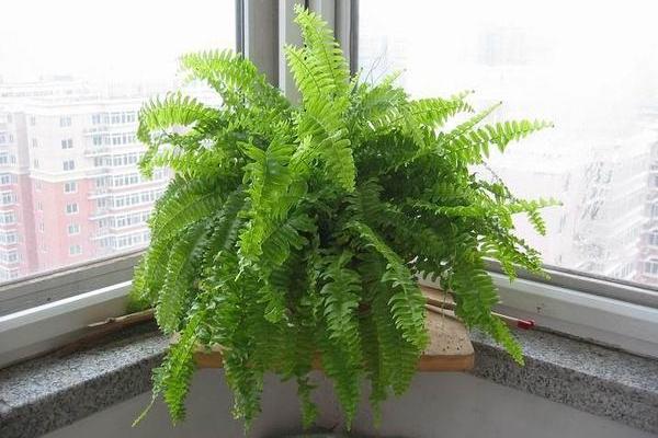 波斯頓蕨葉子發黃的原因及解決方法 波斯頓蕨分株繁殖方法