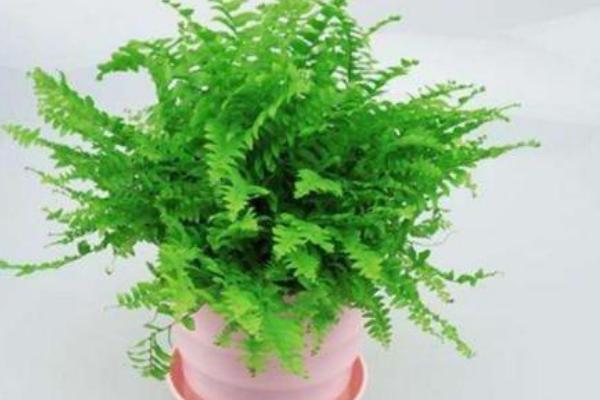 波斯頓蕨和腎蕨的區別是什么 波斯頓蕨的養殖方法