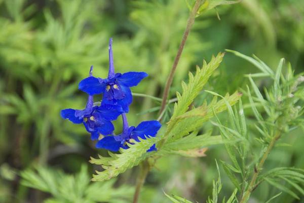 翠雀什么時候開花 翠雀花期是幾月