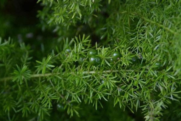 天門冬和天門的區(qū)別是什么 天門冬的養(yǎng)殖方法