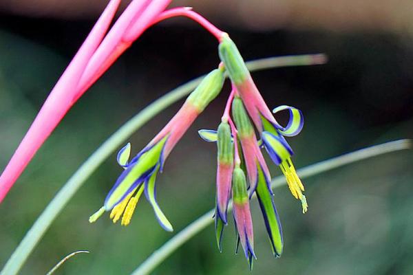 垂花水塔花是名貴花嗎 垂花水塔花有毒嗎