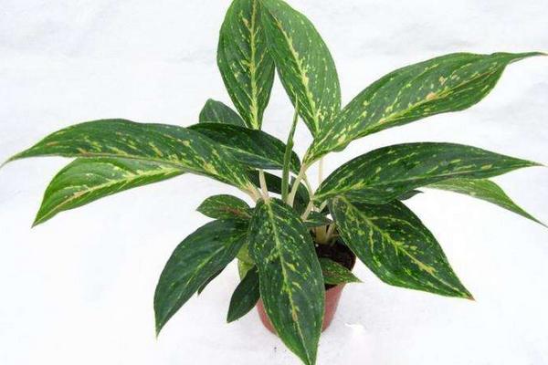 花葉萬年青市場價格多少錢一盆 花葉萬年青怎么養(yǎng)護