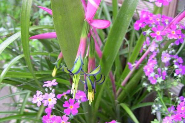 垂花水塔花怎么養(yǎng) 垂花水塔花養(yǎng)殖方法與注意事項(xiàng)