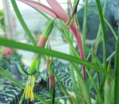 垂花水塔花怎么養(yǎng) 垂花水塔花養(yǎng)殖方法與注意事項(xiàng)