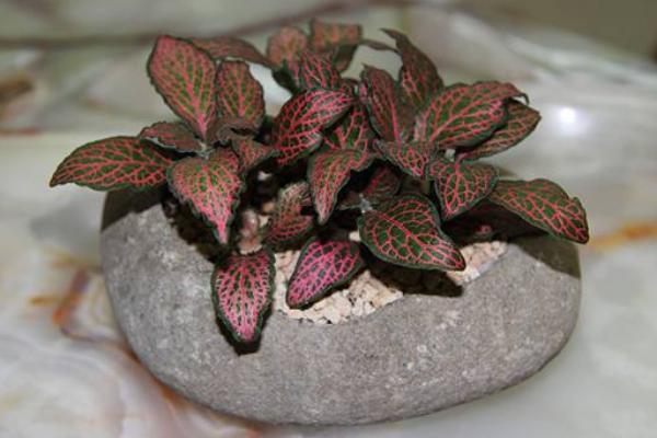 網紋草扦插繁殖方法 網紋草什么時候播種